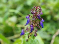 Coleus bojeri, photograph (c) Andrew Hankey, some rights reserved (CC BY-SA)