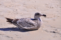 Larus occidentalis