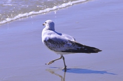 Larus californicus