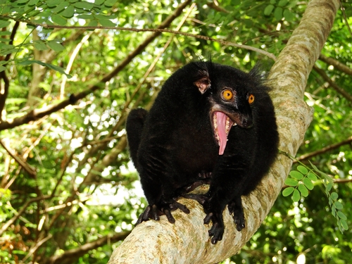 Black Lemur