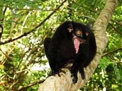 Black Lemur photo 5