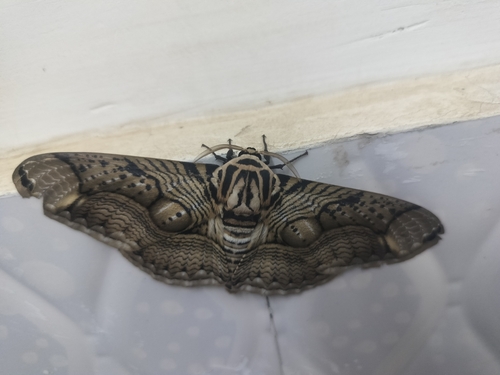 Hearsey's Owl Moth