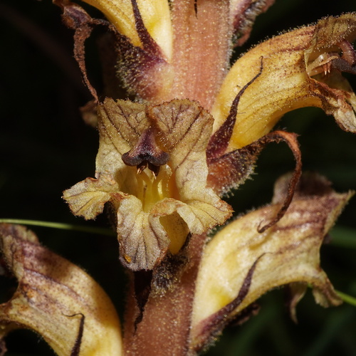 Image of Orobanche reticulata by (c) Patrick Hacker, some rights reserved (CC BY)
