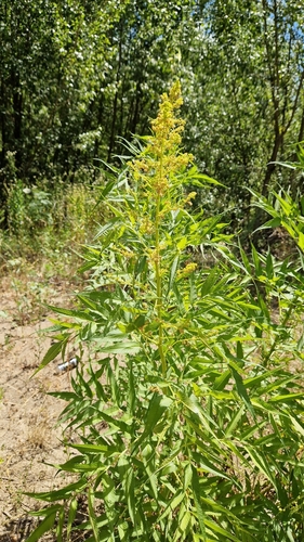 Akalbir (Datisca cannabina)
