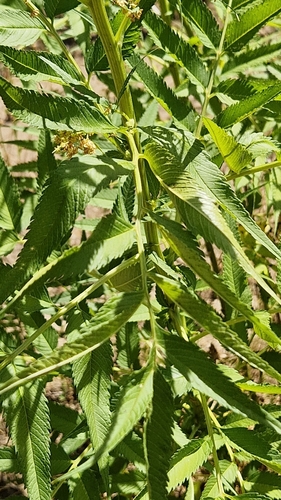 Image of Datisca cannabina by (c) Алена Ручка, some rights reserved (CC BY)