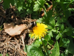 Bombus sichelii