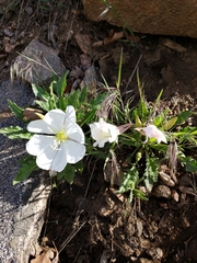 Oenothera albicaulis