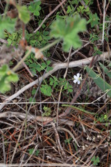 Oxalis dentata