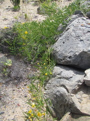 Senna cumingii cumingii