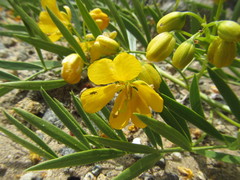 Senna cumingii cumingii