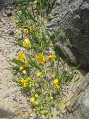 Senna cumingii cumingii