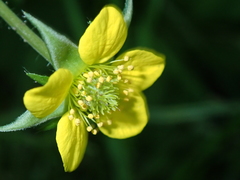 Geum urbanum