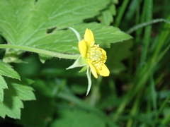 Geum urbanum