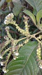 Tournefortia pubescens