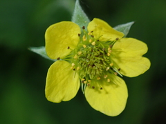 Geum urbanum