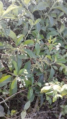Tournefortia pubescens