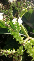 Tournefortia pubescens
