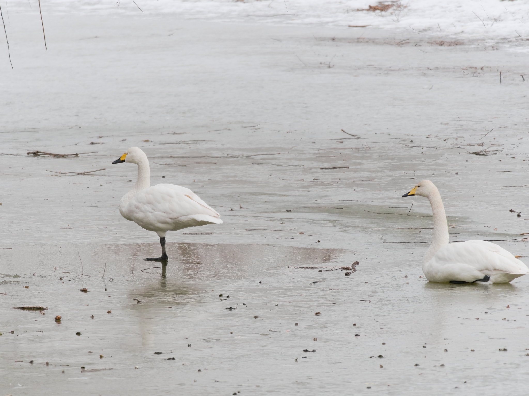 Tundra Swan