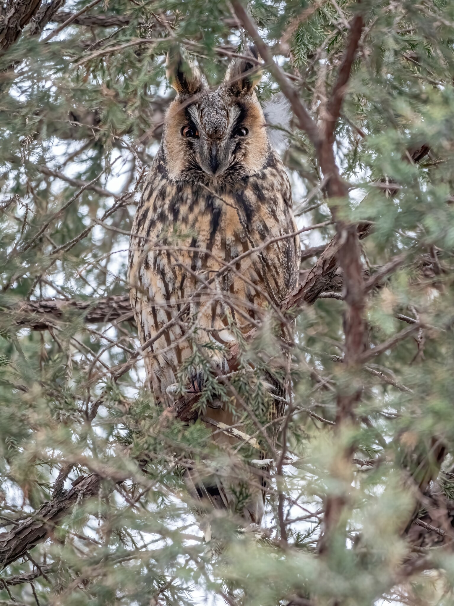 Long-eared Owl