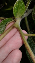 Tournefortia pubescens