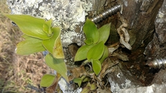 Tradescantia cerinthoides