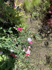 Lathyrus
