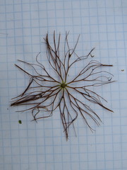 Ceratophyllum submersum
