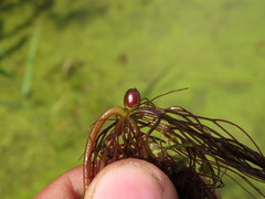 Ceratophyllum submersum