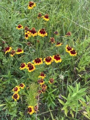 krásnoočko farbiarske (Coreopsis tinctoria)