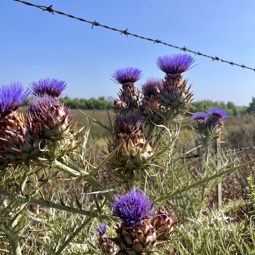 iNaturalist observation photo of Artichoke Thistle