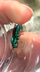 Chrysis smaragdula