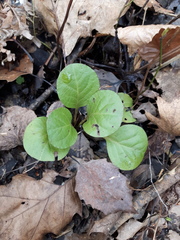 Pyrola asarifolia