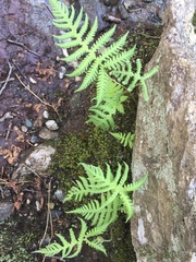 Phegopteris