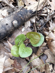 Pyrola asarifolia
