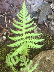 Phegopteris