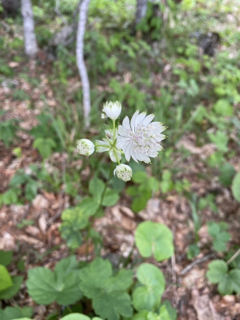 Astrantia pontica (Astrantia pontica)