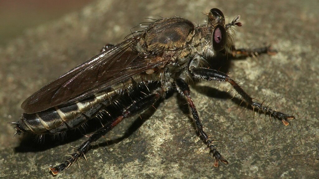 Nusa geniculata