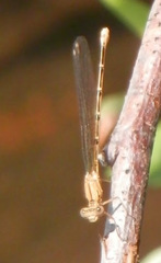 Argia emma