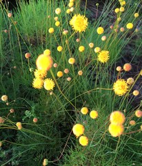 Thelesperma longipes