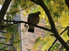 Columba palumbus