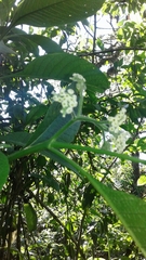 Tournefortia pubescens