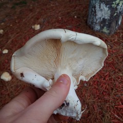 Leucopaxillus laterarius