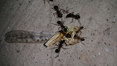 Camponotus xerxes