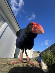 Australasian Swamphen photo 5