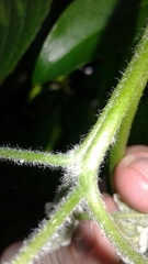 Tournefortia pubescens