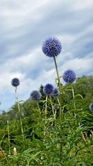 Echinops bannaticus