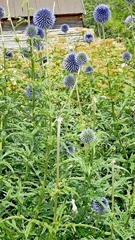 Echinops bannaticus