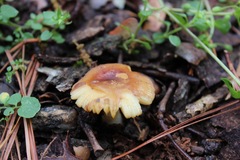 Russula foetentula