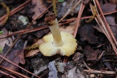 Russula foetentula
