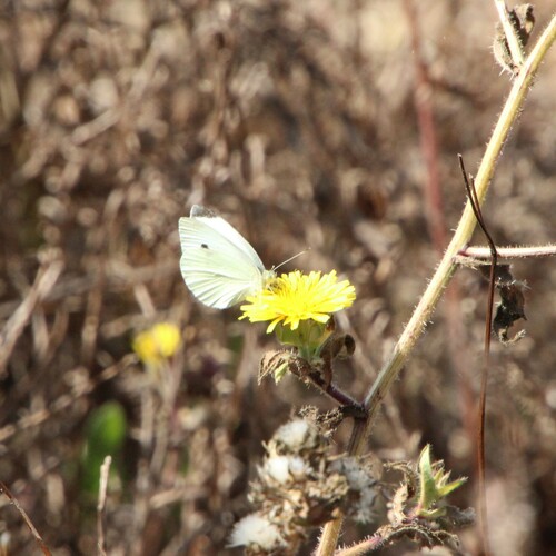 iNaturalist observation photo of Small White